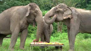 DOS HOMBRES MEZCAL - Elephant Cake Eating