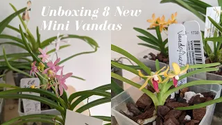 Orchid Classics 4 U | Orchid Unboxing: 8 Compact and Miniature Fragrant Vandas for my Grow Shelves 😍