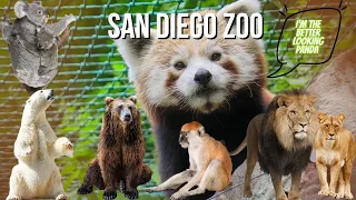 San Diego Zoo - Walking Tour Animal Encounters [4K UHD]