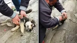 Man That Abandons His Terrified Dog At The Park Goes Ballistic Once Good Samaritan Confronts Him