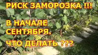 Заморозок в начале сентября? Что делать