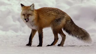 WINTER IN YELLOWSTONE