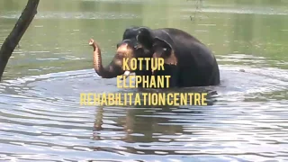 Kottur Elephant Rehabilitation Centre| Places to visit in Thiruvananthapuram