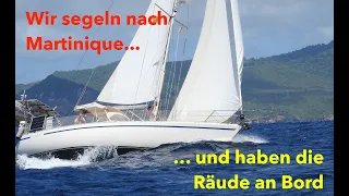 Wir segeln nach Martinique und haben die Räude an Bord