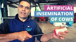 Artificial Insemination of Cattle with a 'Henryetta'