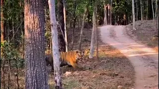 khursapar Pench  Male