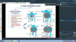 Development of veins - Dr. Ahmed Farid