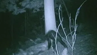 Bigfoot 911 Call