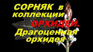 Драгоценная орхидея. Мой простой  уход.Сорняк в коллекции орхидей.Ludisia.