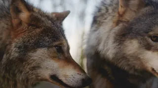Beutifull wolf tongue licking