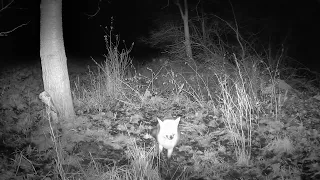 Fox explores in the night.