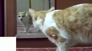 Приколы !!! Зеркало и кошки