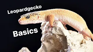 Leopardgecko - Haltung und Pflege