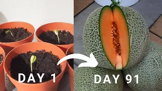 Try out this method to harvest muskmelon aka Cantaloupe  in 91 days! Rockmelon harvest!