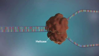 Replicación del ADN