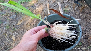 Easiest Way to Root Sugar Cane for Planting in Your Home Garden