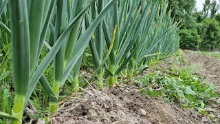 Гибрид ва Майский чеснок фарқи. @Bobodexqonlar  #agrosport  마늘 키우기 Garlic growing 种蒜 Chesnok ekish