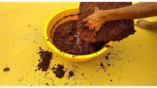 How to Use Zipped Coco Peat for all Plants | Grow Plants faster using Coco Peat (17)