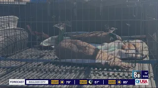 Las Vegas saves historic peacocks from extinction