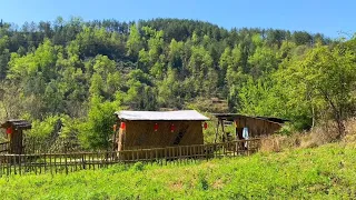 農村90小伙野居深山賣土貨為生，今天採鮮葉賣了700天價，厲害了