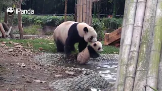 Мама-панда заставляет малыша купаться|CCTV Русский