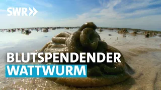 Wie der Wattwurm zum Lebensretter wurde | SWR Wissen