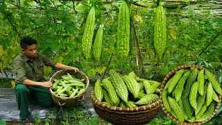 Banana garden grows well, harvests bitter melons and cucumbers and sells them to the market Ep 56