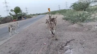 donkeys of my village |@MP2animals