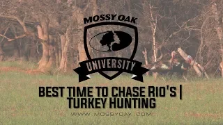 Best Time To Chase Rio Grande Turkeys - Turkey Hunting Tips