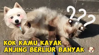 NGIKUTIN MAJIKAN BULU JALAN JALAN KAYAK ANJING DAN TIDAK NGEONG  | Life Cat Diary Ep.112