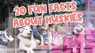 20 Fun FACTS About Huskies (Siberian Husky STATISTICS)