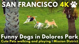 FUNNY DOGS in San Francisco, Dolores Park - 4K Cute Pets walking and playing