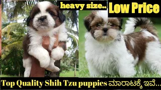 Top Quality Shih Tzu Male female puppies ಮಾರಾಟಕ್ಕೆ ಇವೆ|| Shih Tzu puppies for sale|Hassan|8861640555