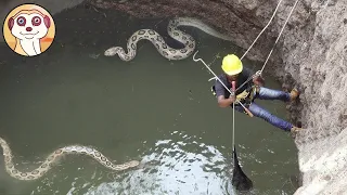 VOLEVA SALVARE UN COBRA REALE ... GUARDA COSA È SUCCESSO DOPO !