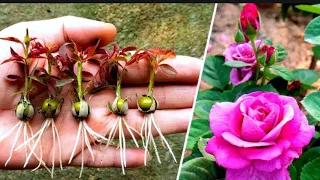 The method of growing red roses from buds the whole world does not know || new method #rose #garden