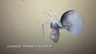 Paper nautilus in Lanikai (Courtesy: Tiphareth Aquarian)