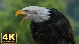 Eagles: The Kings of the Sky | Free Documentary Nature / The Eagle Mentality / Bald eagle calling