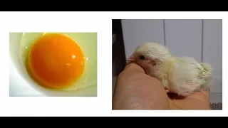 Observation of the Development of Chick Embryo