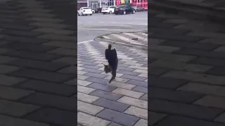 Ух ты! У этого кота суперсила💪😎