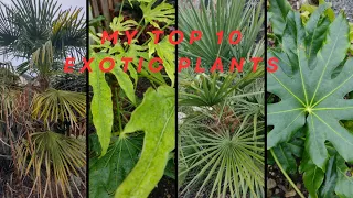 My top 10 exotic plants for the UK garden