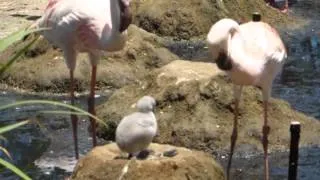 baby flamingo at the San Diego Wild Animal Park 2014