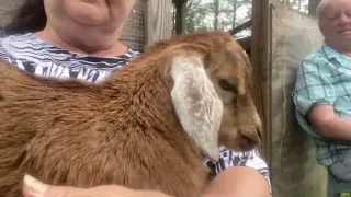 Baby goat: Baby Eyeore learns to jump in my lap