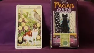 Tarot of Pagan Cats Tarot Full Flip Through