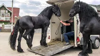 Friesian horses 🐴 the most beautiful horses in the world 2018