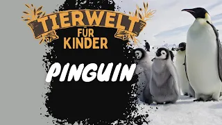 Folge 8: Pinguine - Tierwelt für Kinder - Lernvideo auf Deutsch