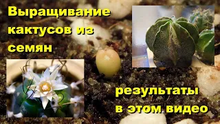 Как вырастить кактусы из семян. Сажаем Астрофитумы.