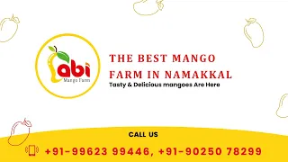 Exploring the Best Mango Varieties of Namakkal | Best Mangoes to Buy Online #mangoseason #farmfresh