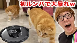 I bought the latest, greatest Roomba, and Maruo & Mofuko are going crazy