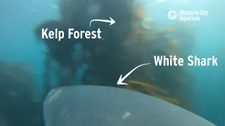 Great White Sharks Swimming Through Kelp Forests In South Africa!