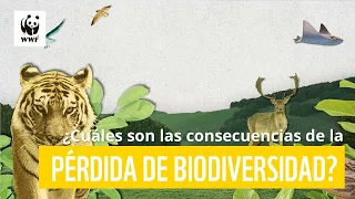 ¿Cuáles son las consecuencias de la pérdida de biodiversidad? | WWF Colombia